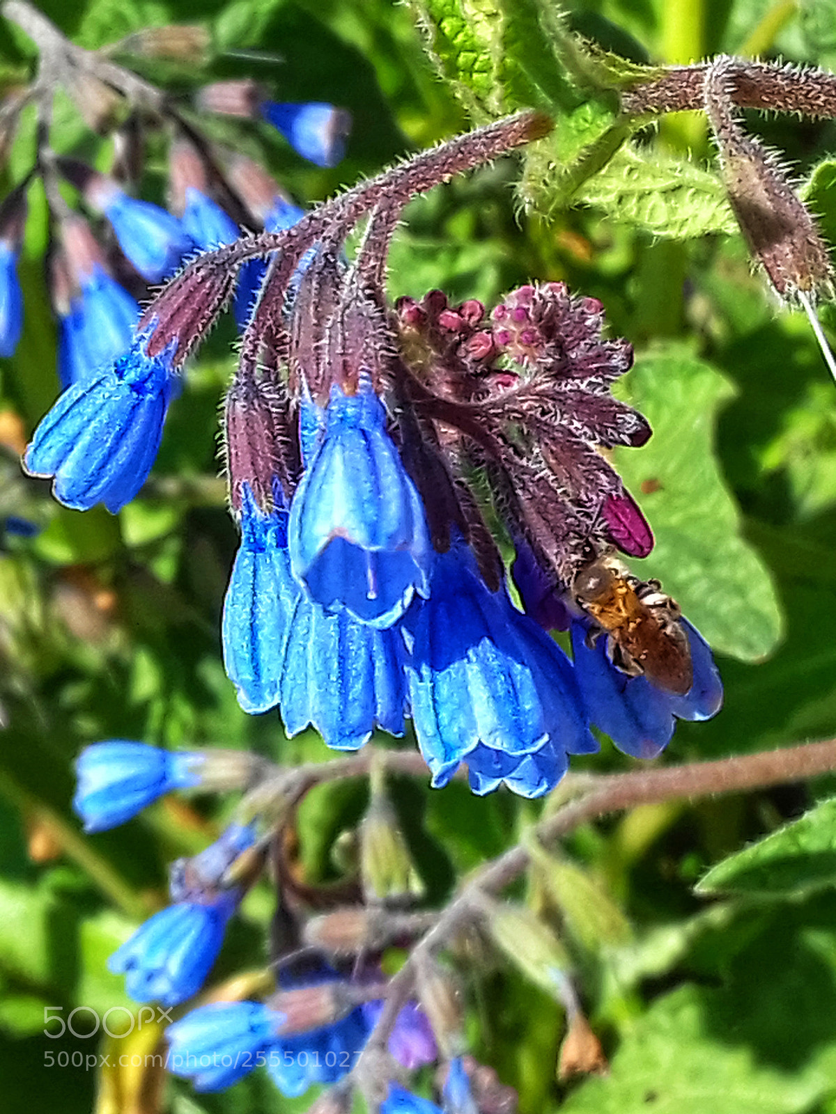 Samsung Galaxy Grand Prime sample photo. (- photography