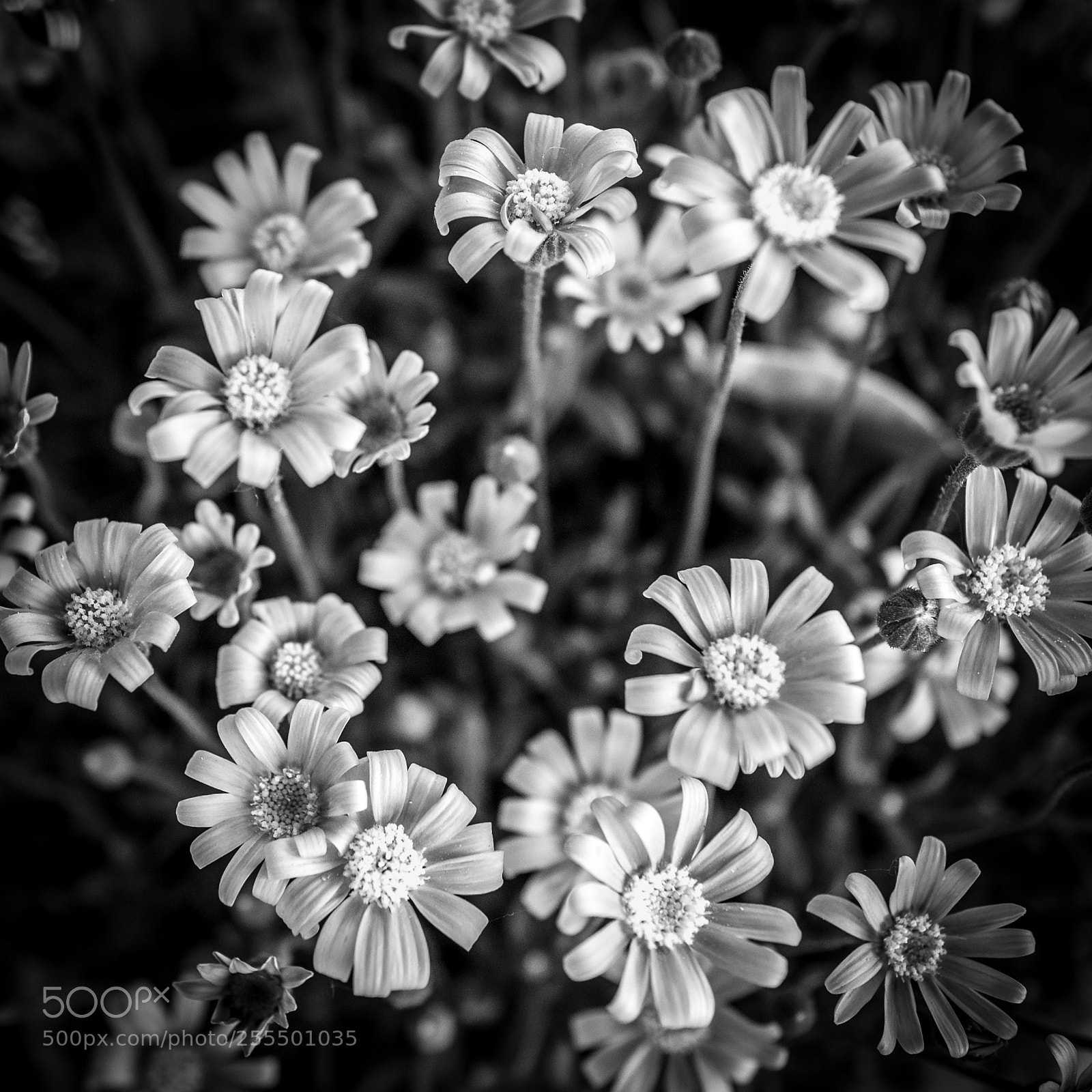 Leica Q (Typ 116) sample photo. Flowers in black and photography