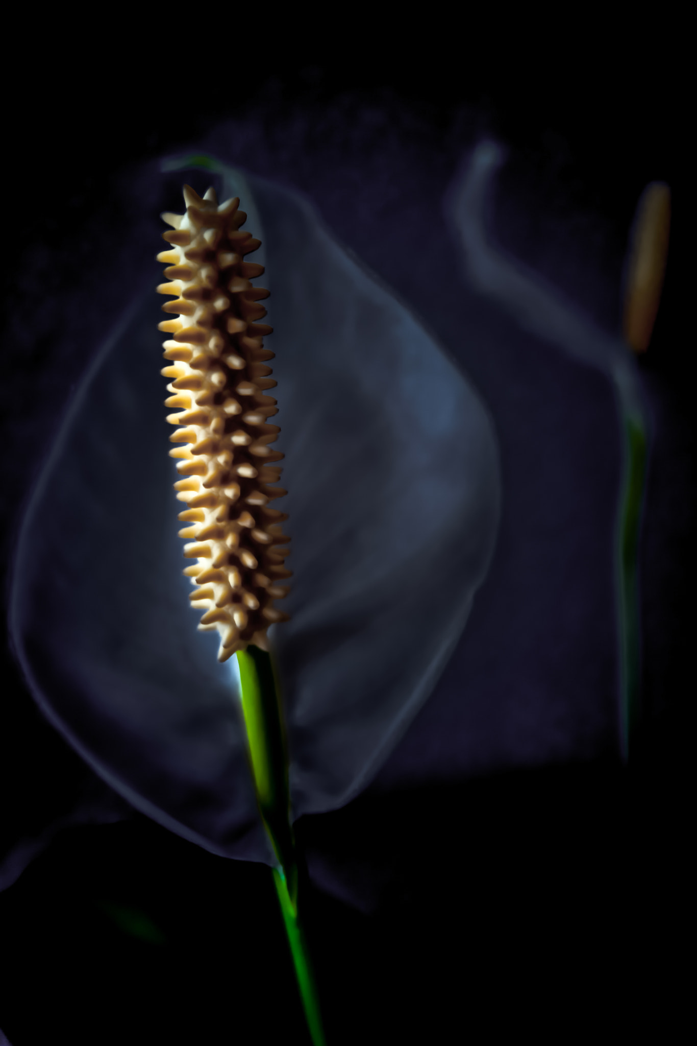 Samsung NX500 sample photo. Peace lilies photography