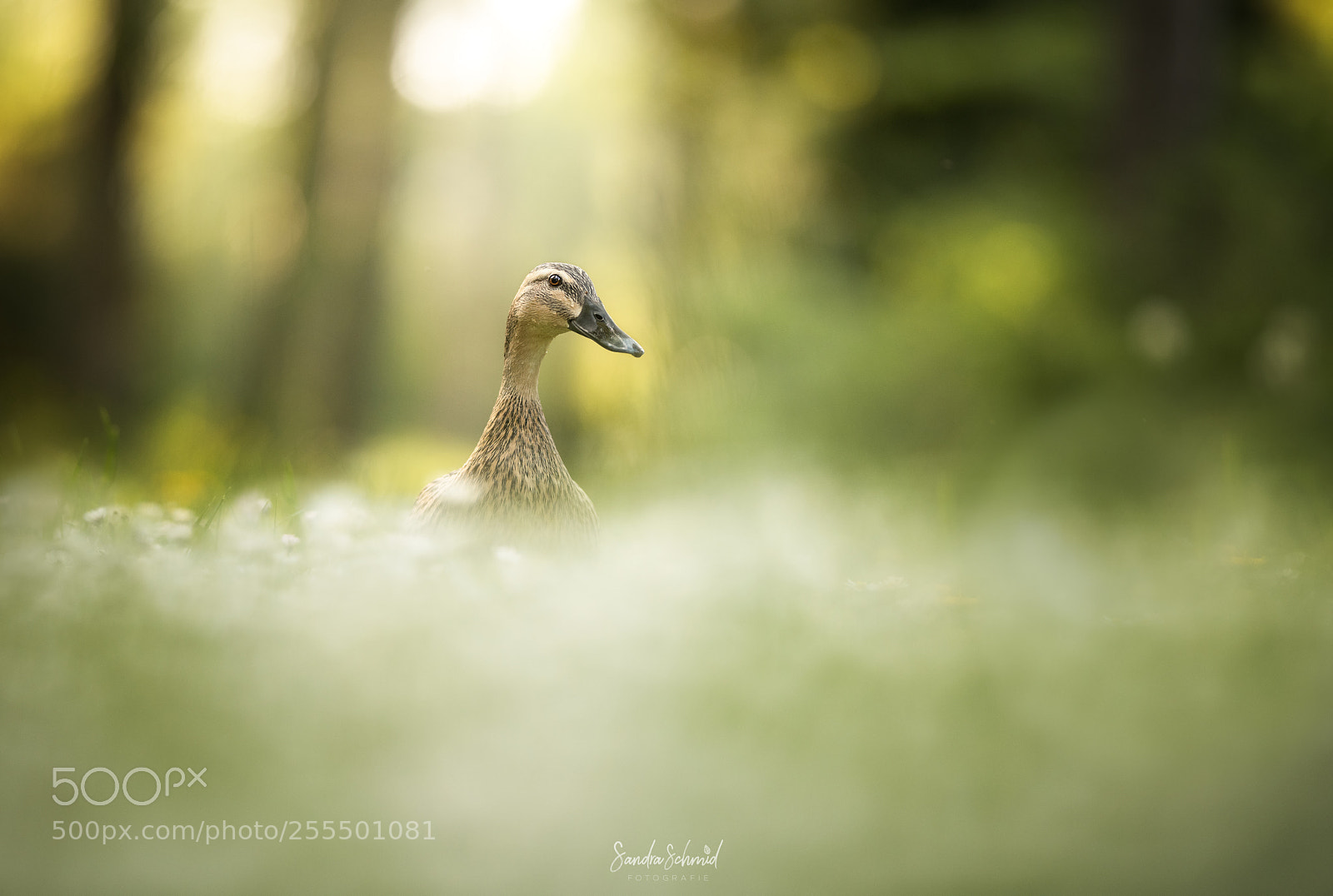 Nikon D850 sample photo. Curious duck photography