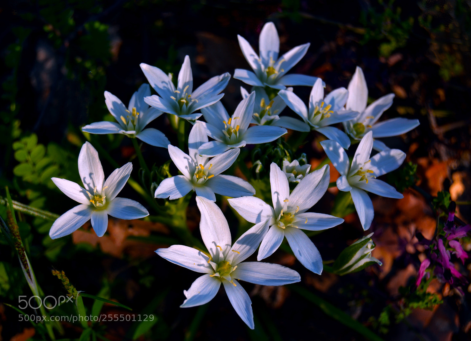 Nikon D3100 sample photo. Flores photography