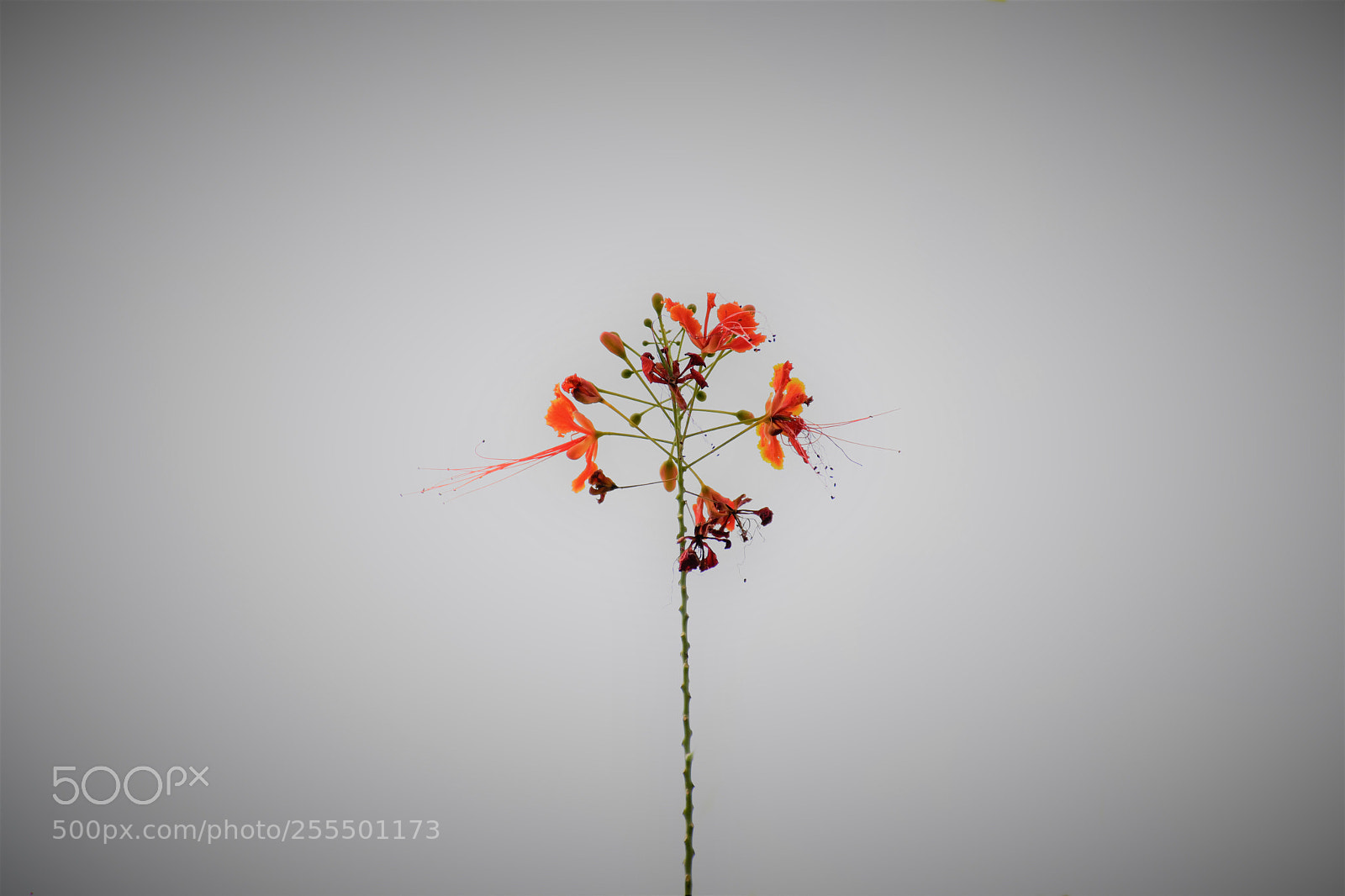 Nikon D5500 sample photo. Plain photography