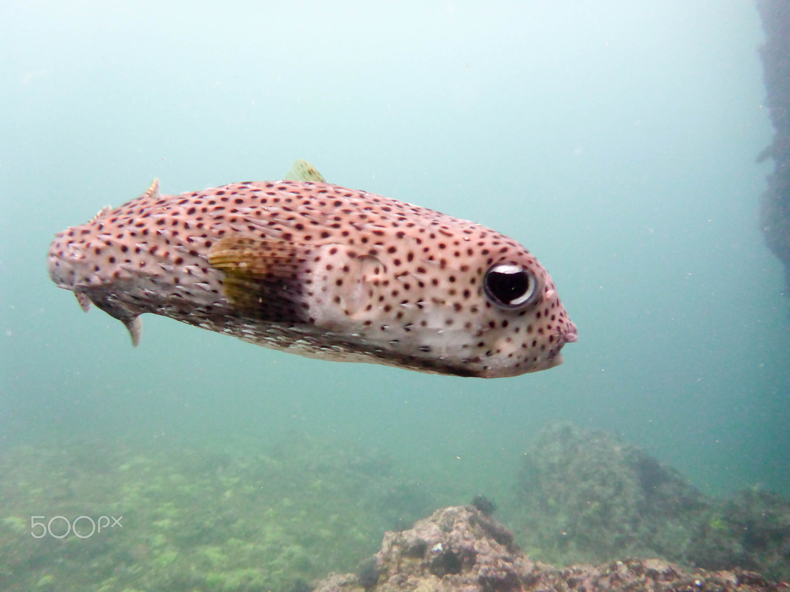 Panasonic DMC-TS6 sample photo. Puffer fish photography