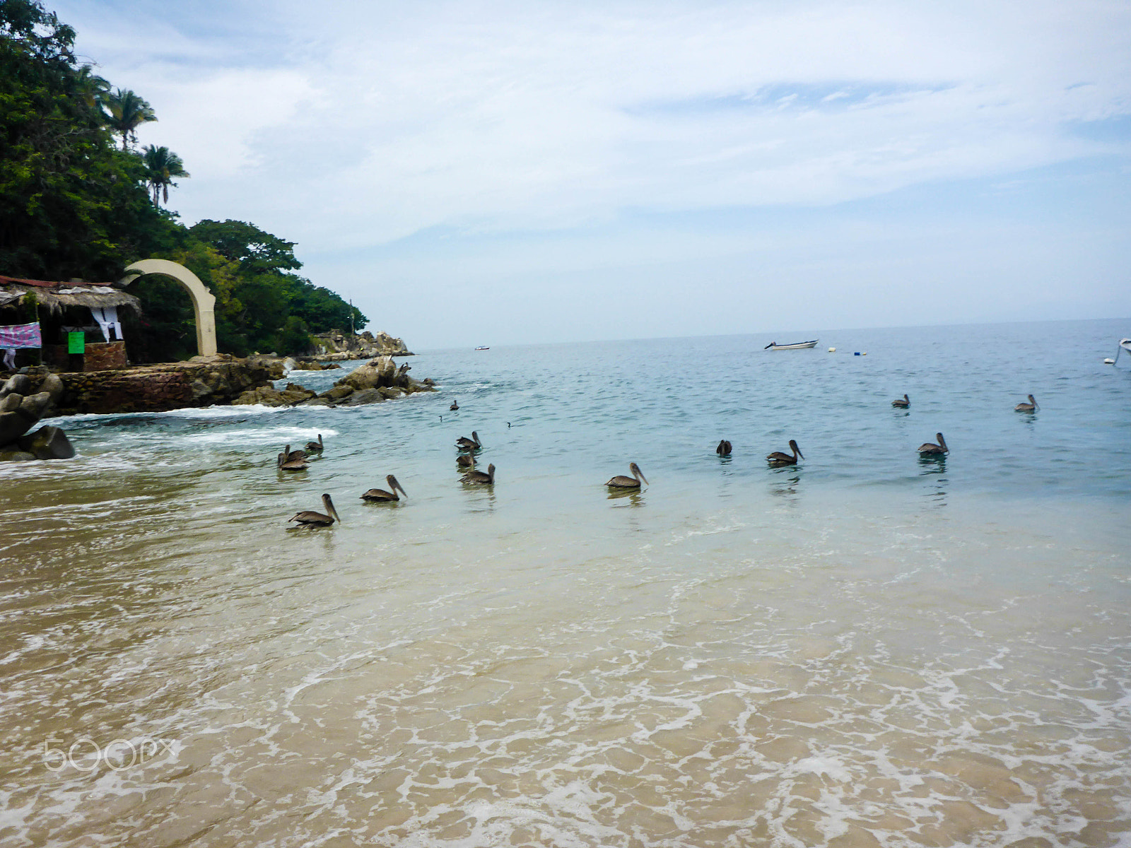 Panasonic DMC-TS6 sample photo. Pelicans resting photography