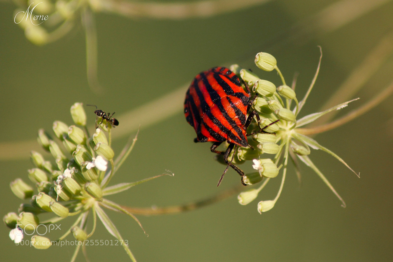 Canon EOS 1200D (EOS Rebel T5 / EOS Kiss X70 / EOS Hi) sample photo. Chinche rayada (graphosoma lineatum) photography