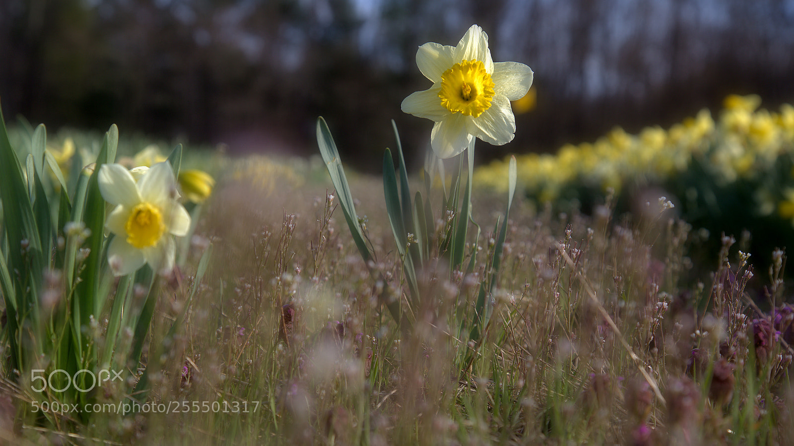 Canon EOS 6D sample photo. Daffodil rebel photography