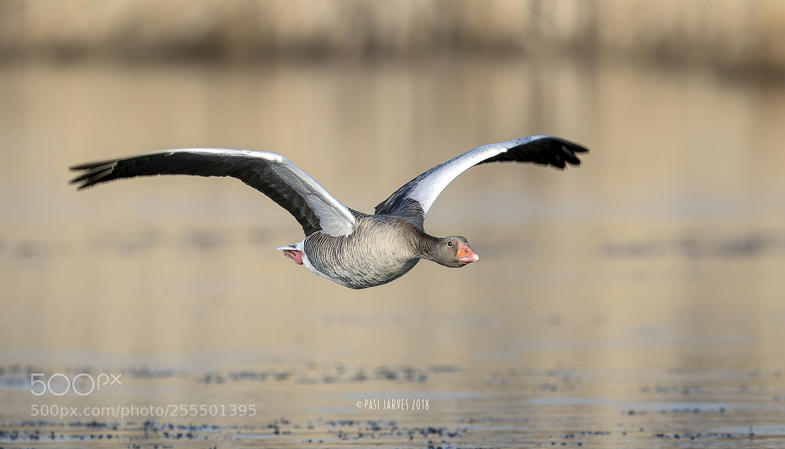 Canon EOS 5D Mark IV sample photo. Greylag goose photography