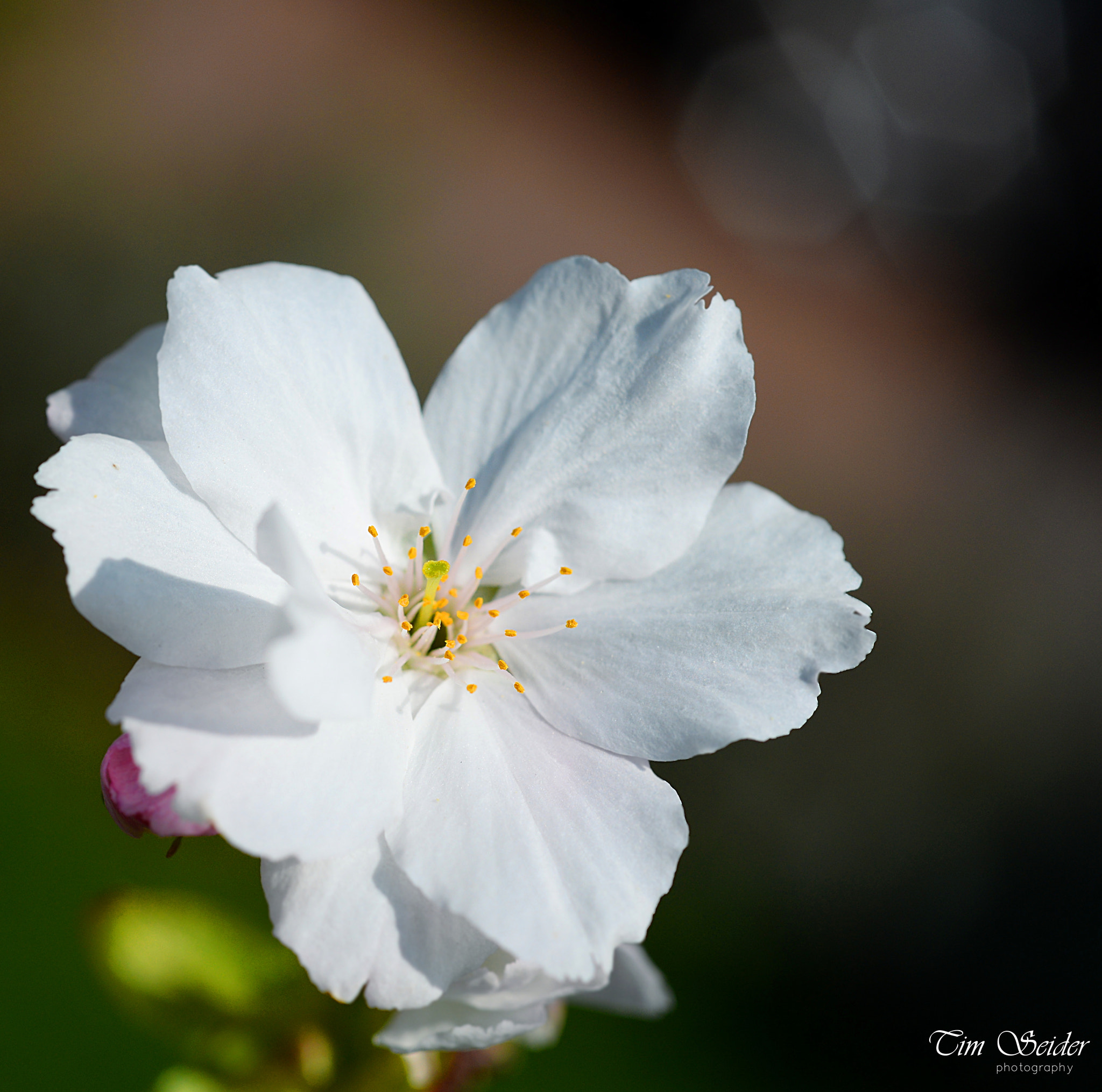 Nikon D610 + Nikon AF Micro-Nikkor 60mm F2.8D sample photo. Apfelblüte photography