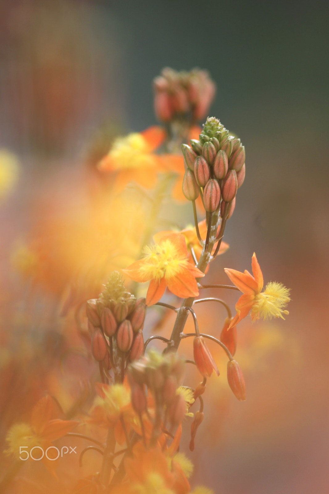 Canon EF-S 55-250mm F4-5.6 IS II sample photo. The bud photography