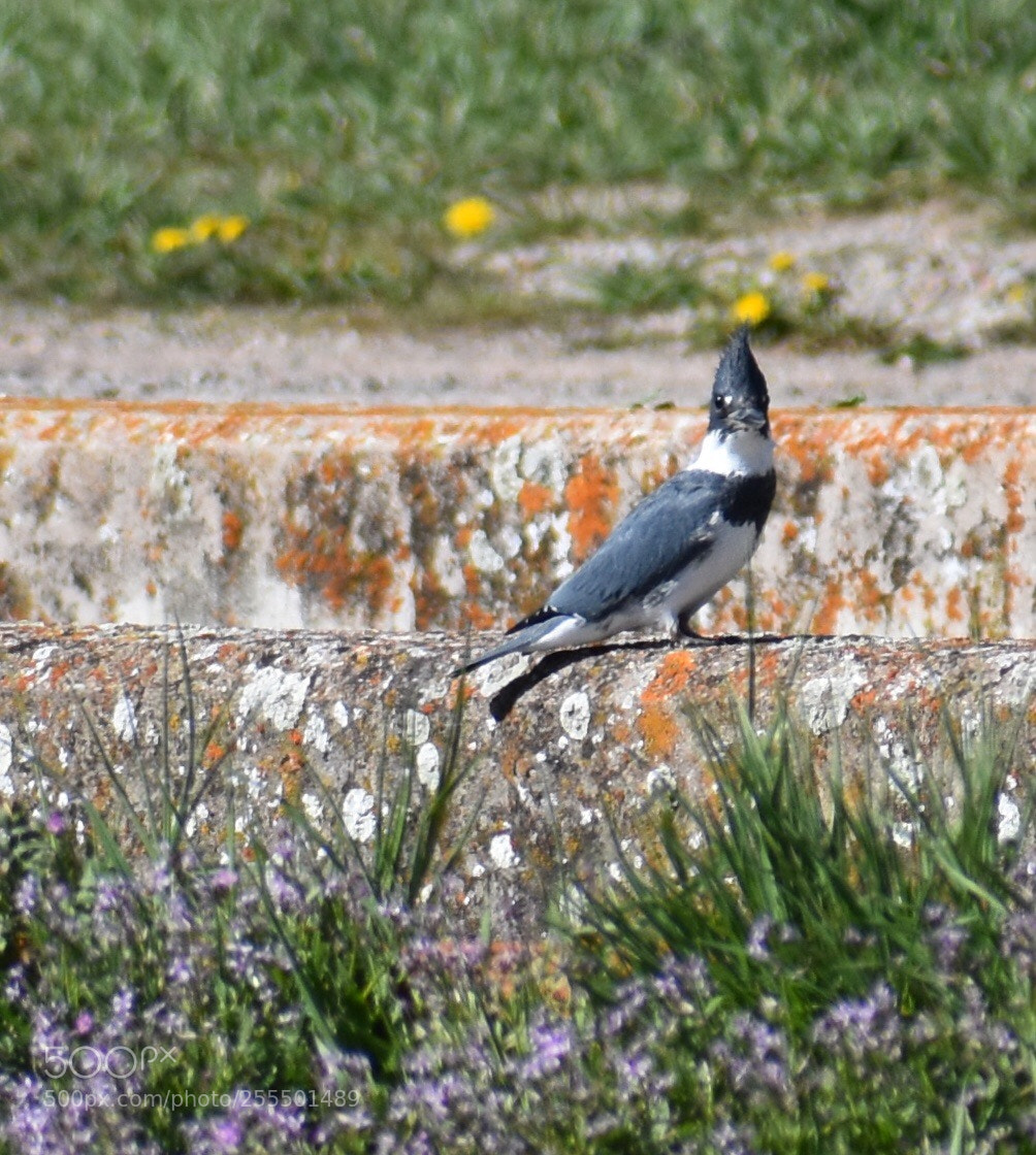 Nikon D3400 sample photo. Kingfisher  photography