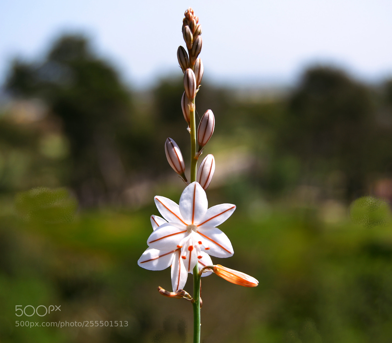 Nikon D3100 sample photo. Primavera photography