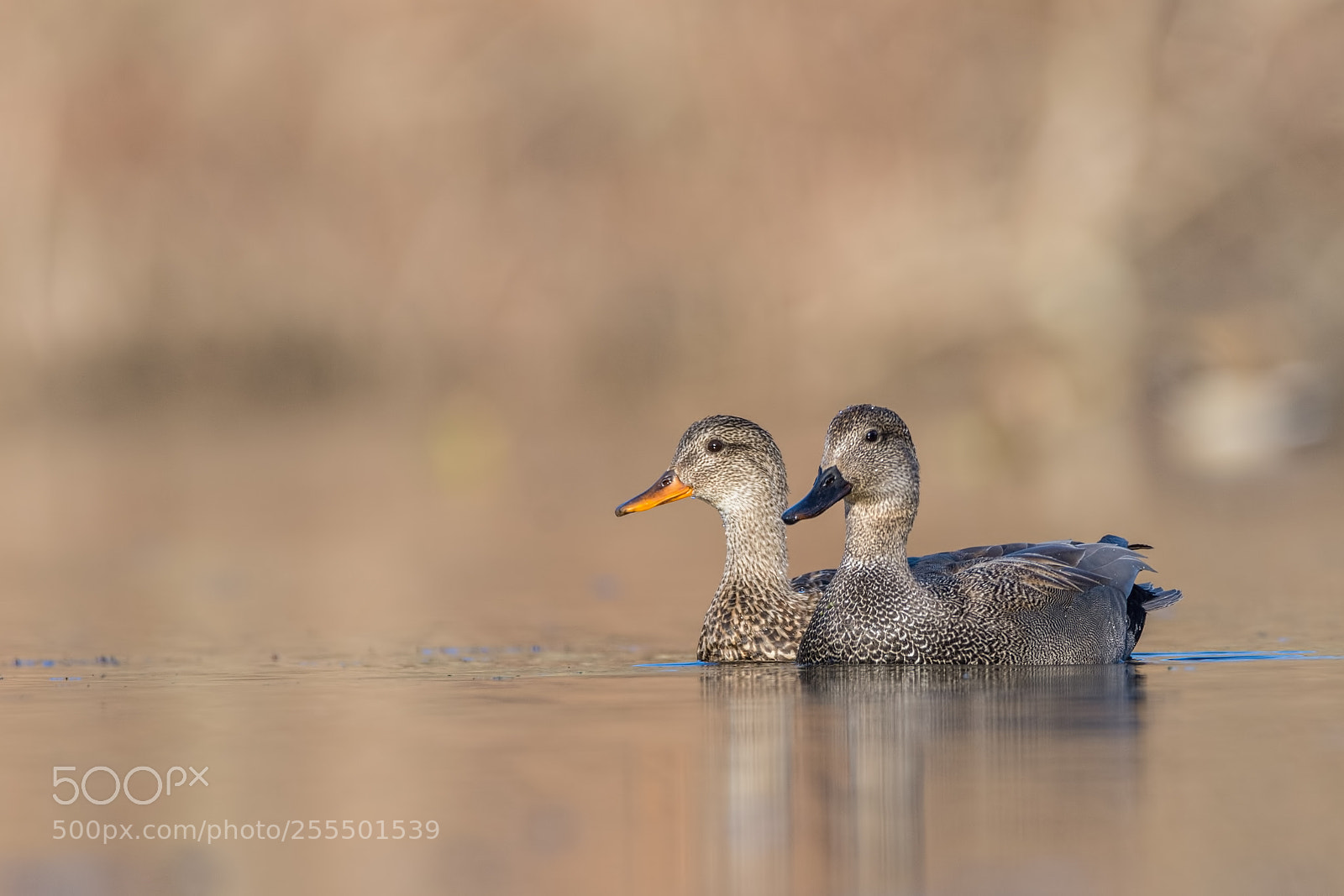 Nikon D7200 sample photo. Gadwall pair photography