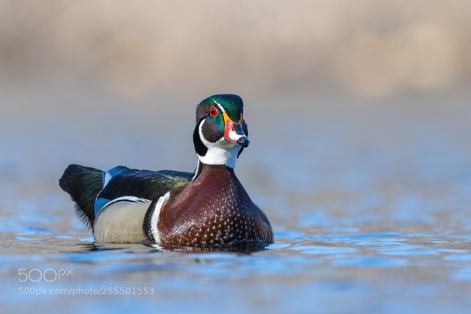 Nikon D7200 sample photo. Wood duck drake photography