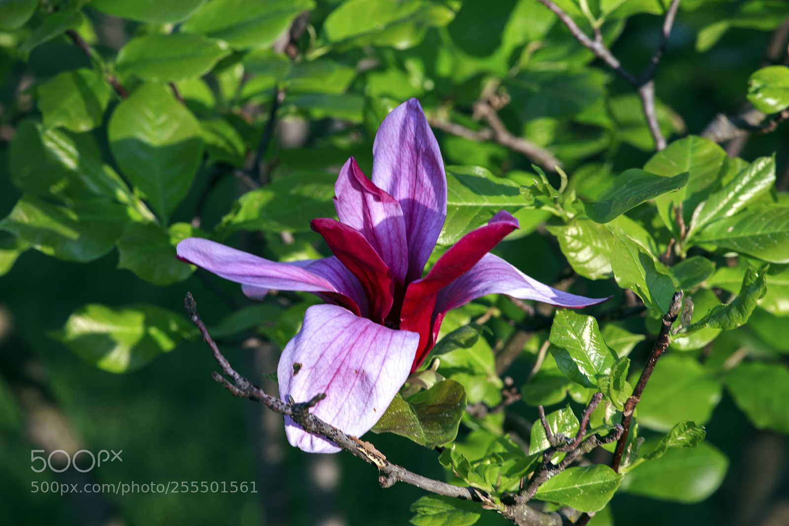 Canon EOS 5D Mark II sample photo. Flower photography