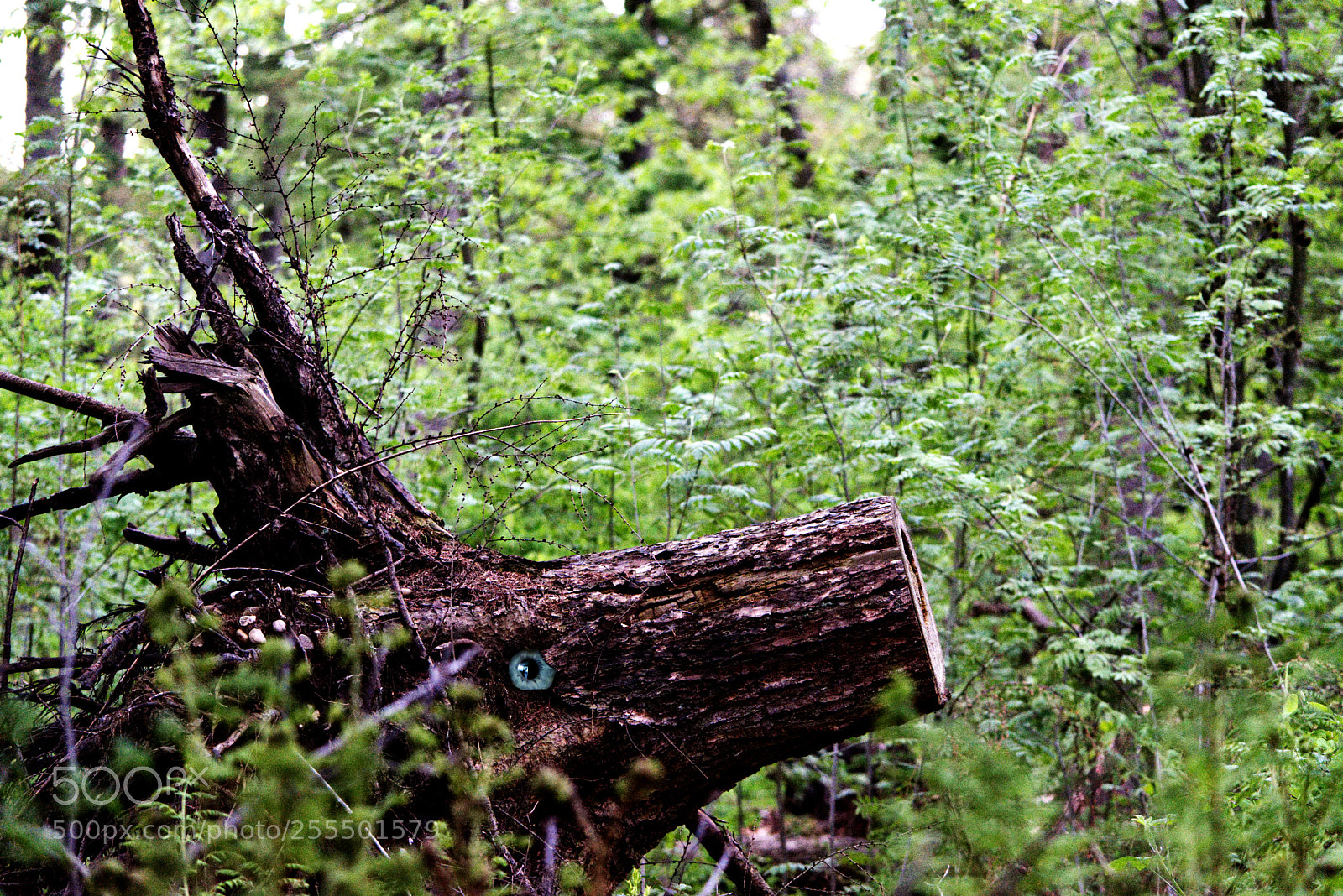 Nikon D5600 sample photo. Deer photography