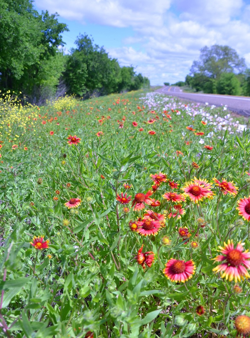 Nikon D7000 sample photo. Wildflowers along the texas backroad photography