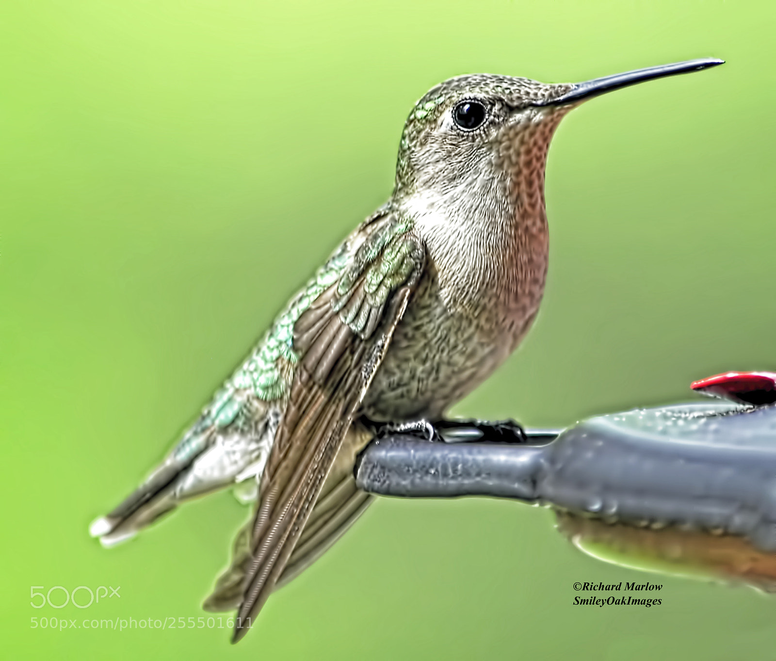 Nikon D5000 sample photo. Hummingbird photography