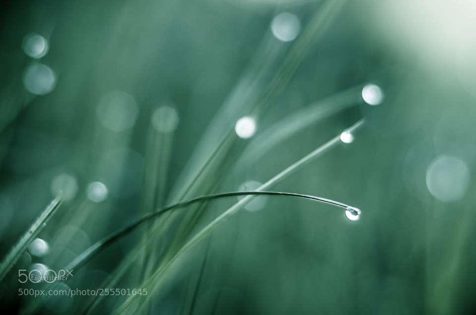 Pentax K-30 sample photo. One morning in the photography