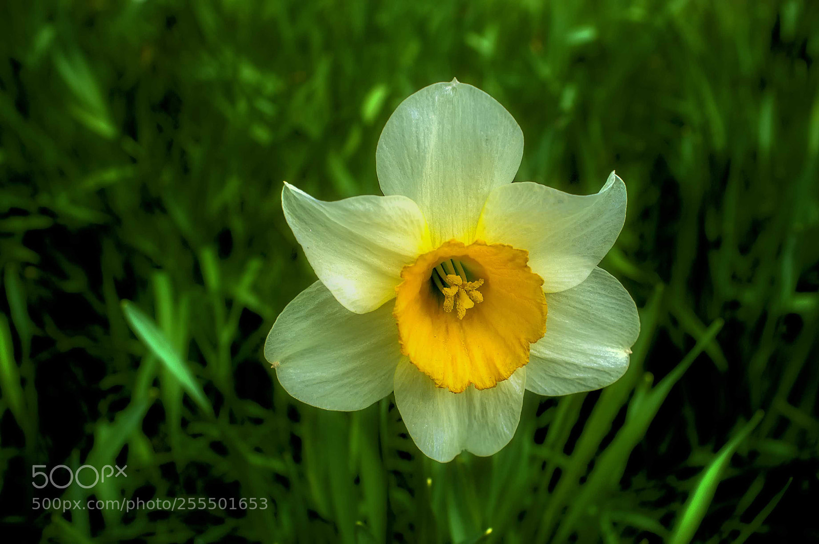 Fujifilm FinePix X100 sample photo. Fiore photography