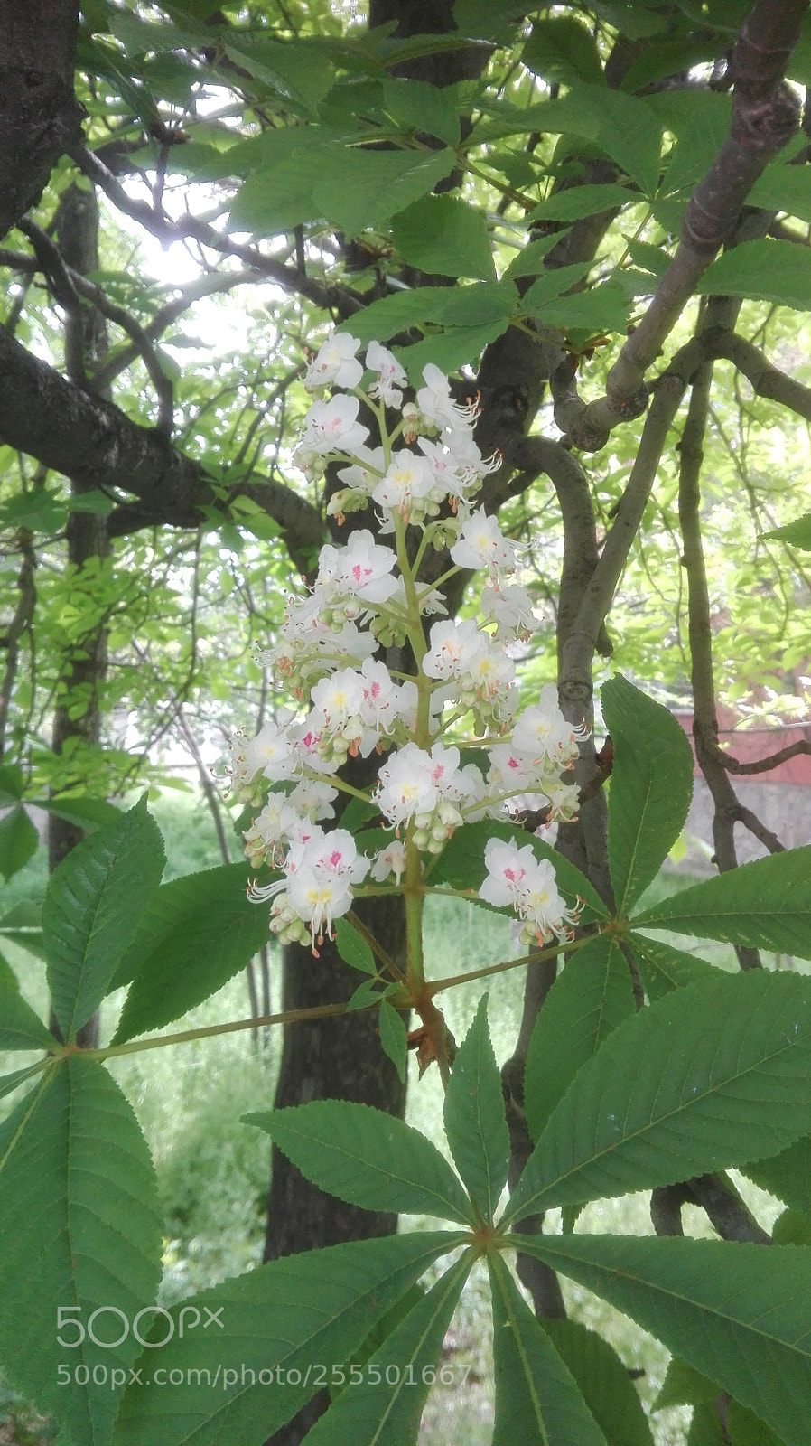 HUAWEI P8 Lite sample photo. Horse-nut blooming photography