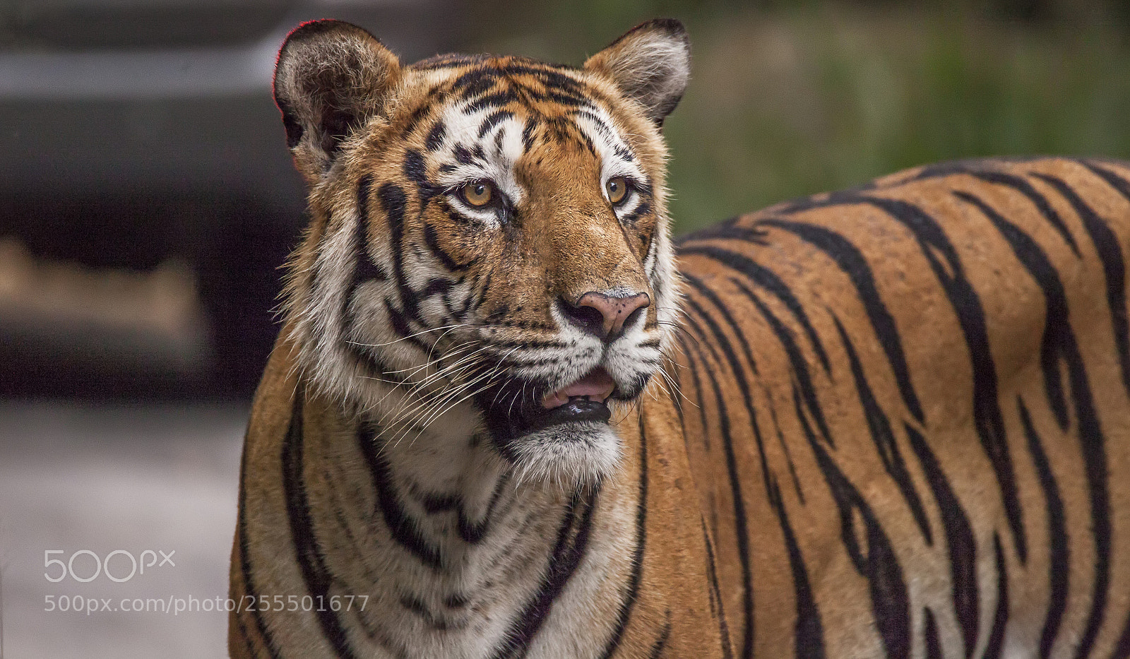 Canon EOS 5D Mark II sample photo. The boss! photography