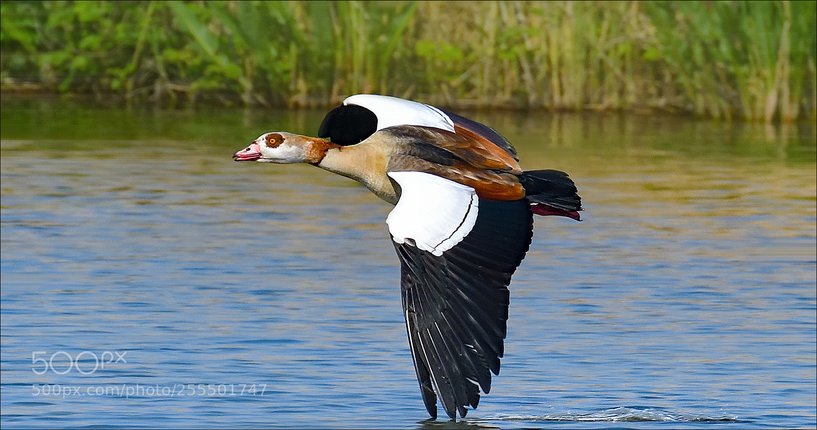 Nikon D500 sample photo. Egyptian goose photography