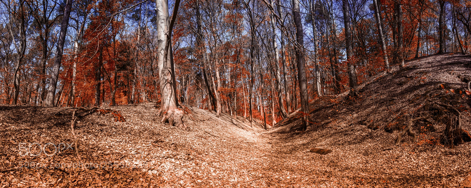 Canon EOS 700D (EOS Rebel T5i / EOS Kiss X7i) sample photo. Colorful forest photography
