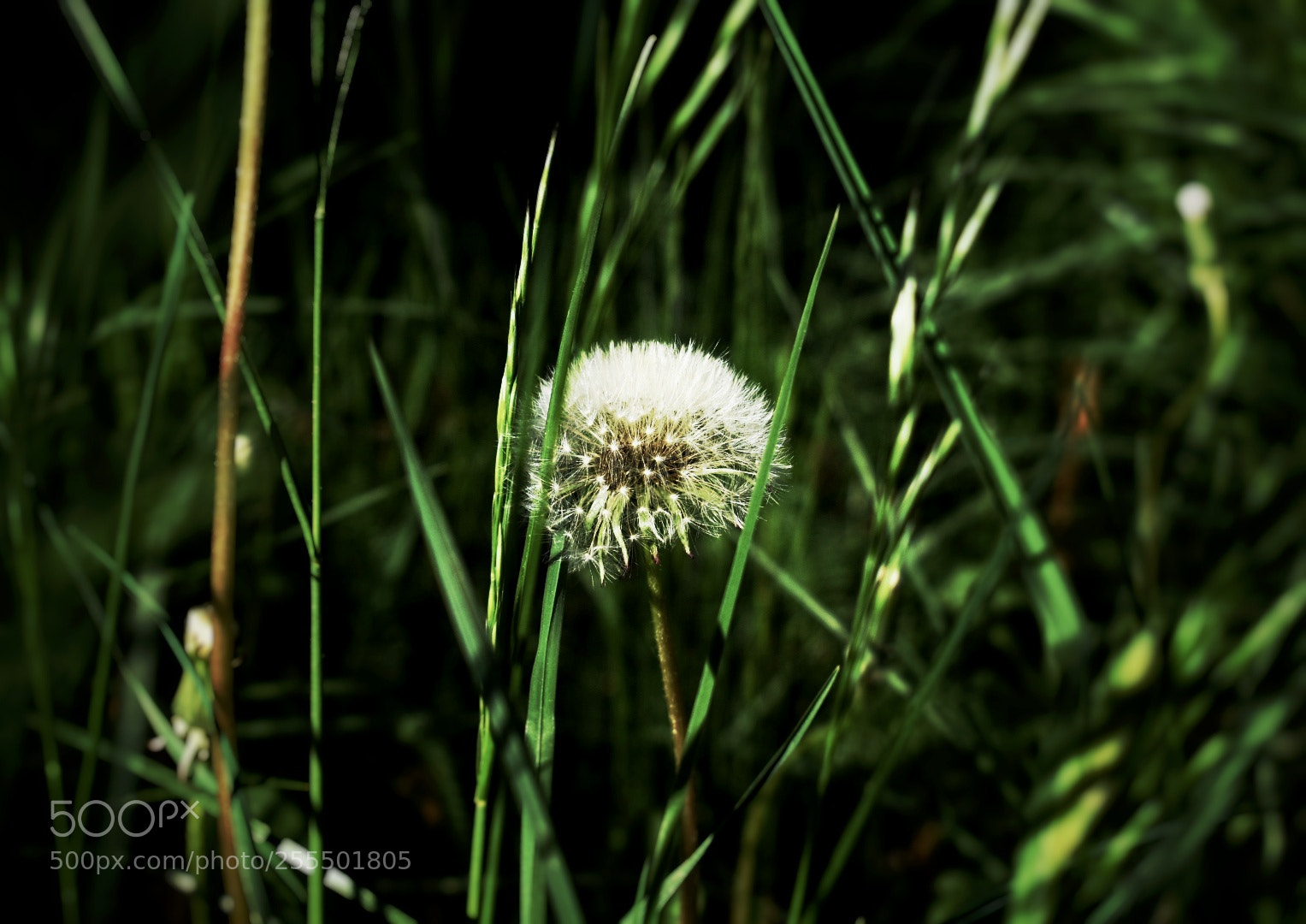 Nikon D5600 sample photo. Dandelion in the grass photography