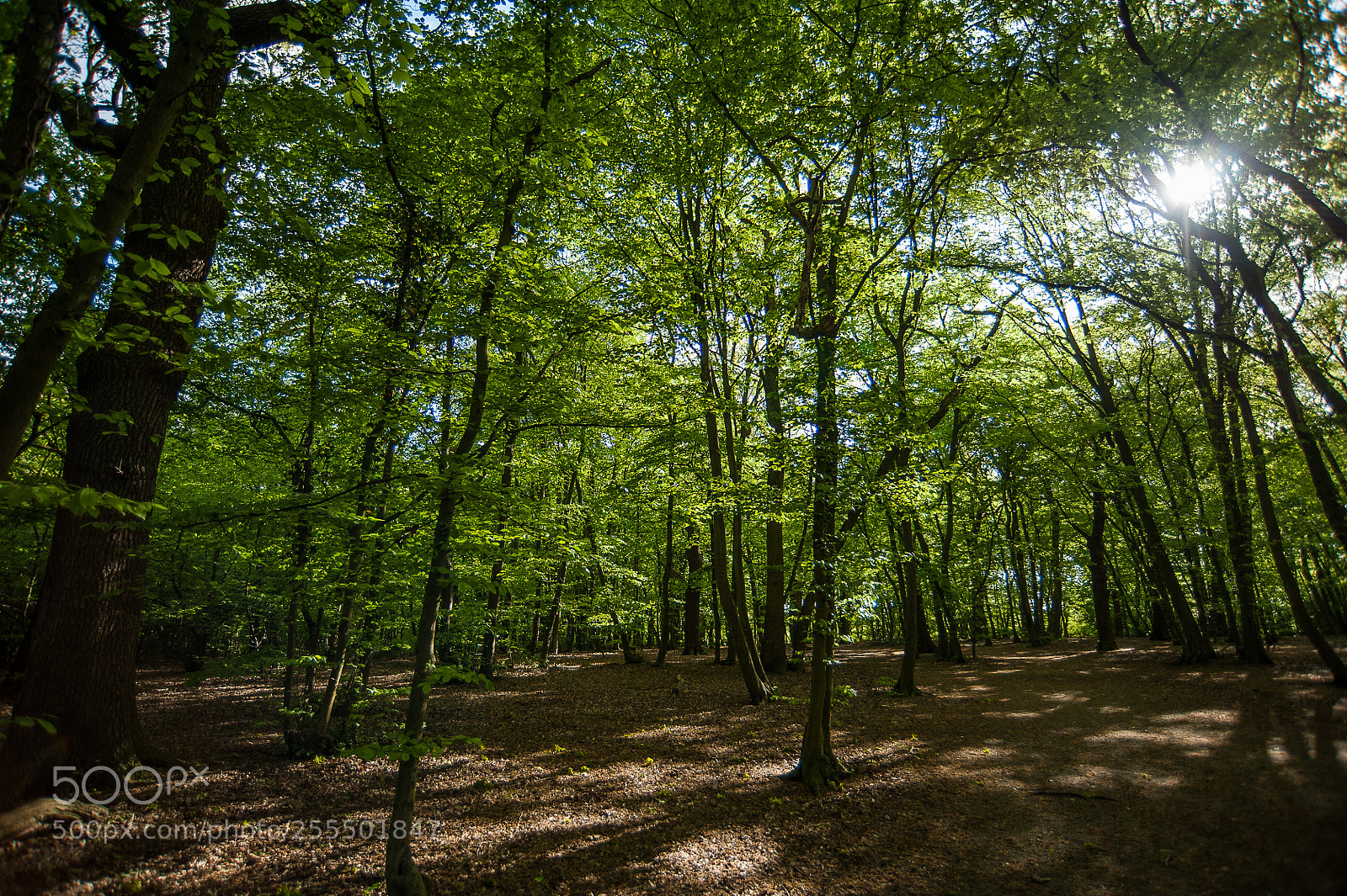 Nikon D700 sample photo. Spring photography