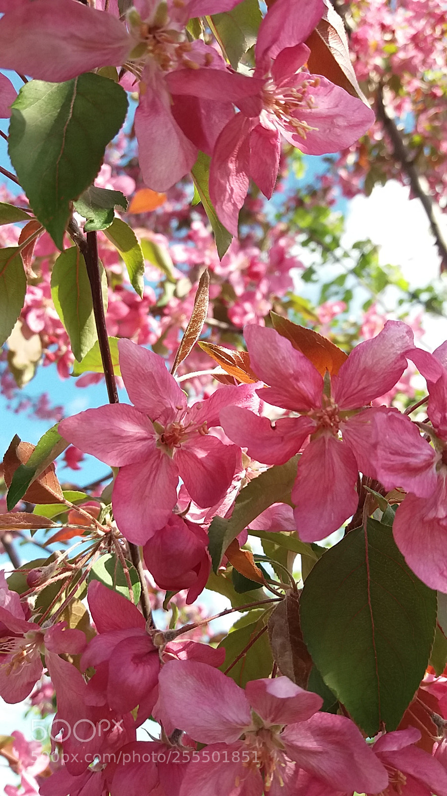 Samsung Galaxy J5(2016) sample photo. Untitled photography