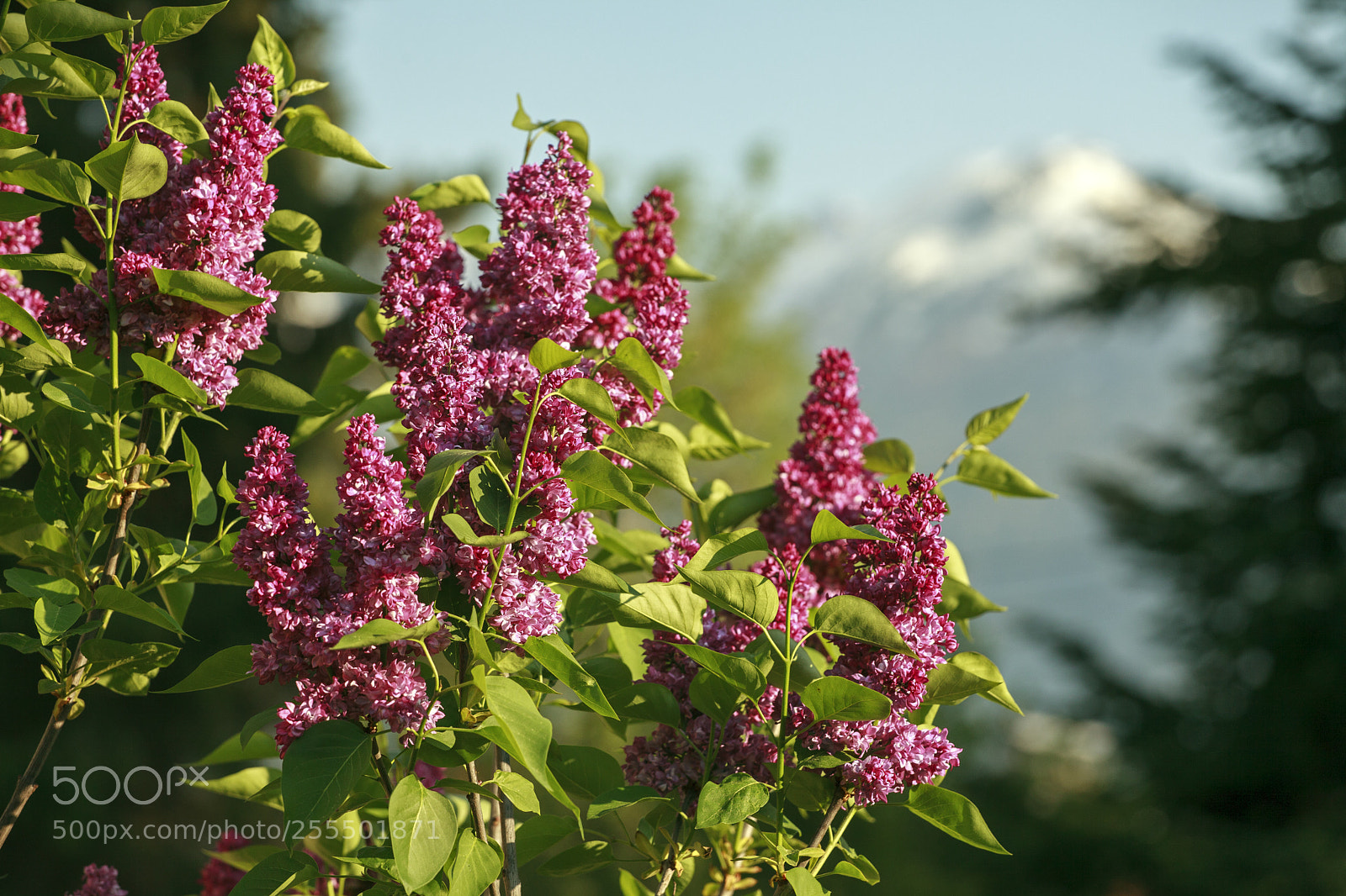 Canon EOS 5D Mark II sample photo. Flieder photography