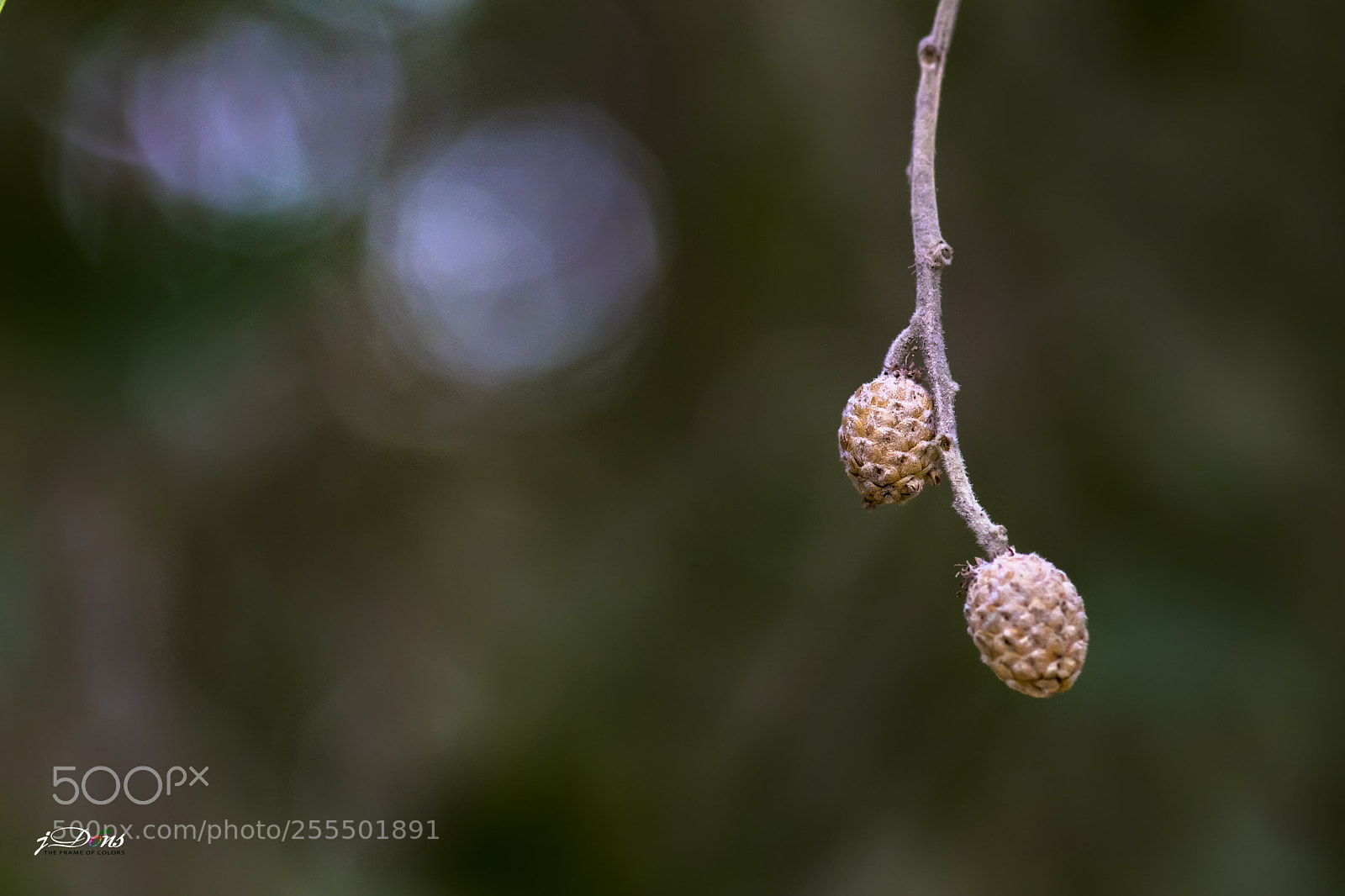 Canon EOS 80D sample photo. Seeds photography