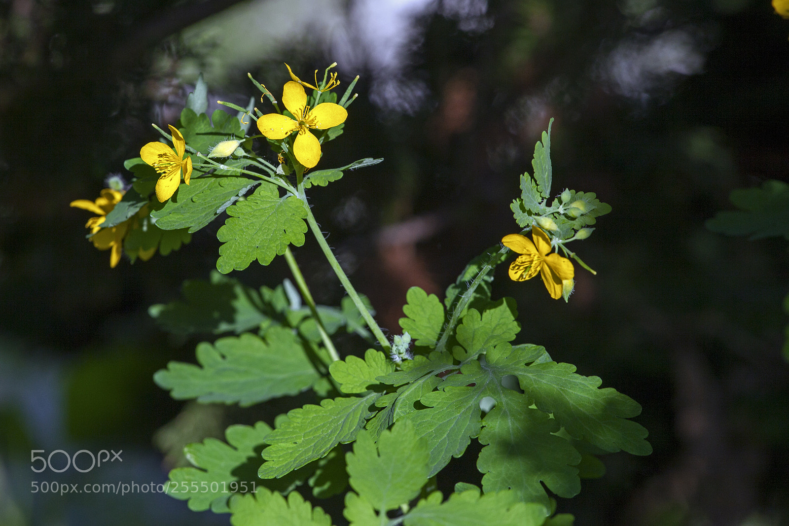 Canon EOS 5D Mark II sample photo. Flower2 photography