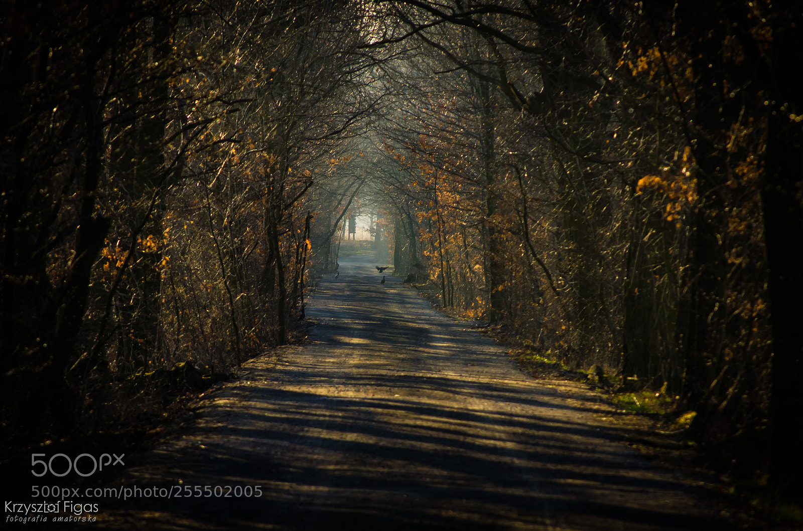 Nikon D5100 sample photo. Follow the path photography