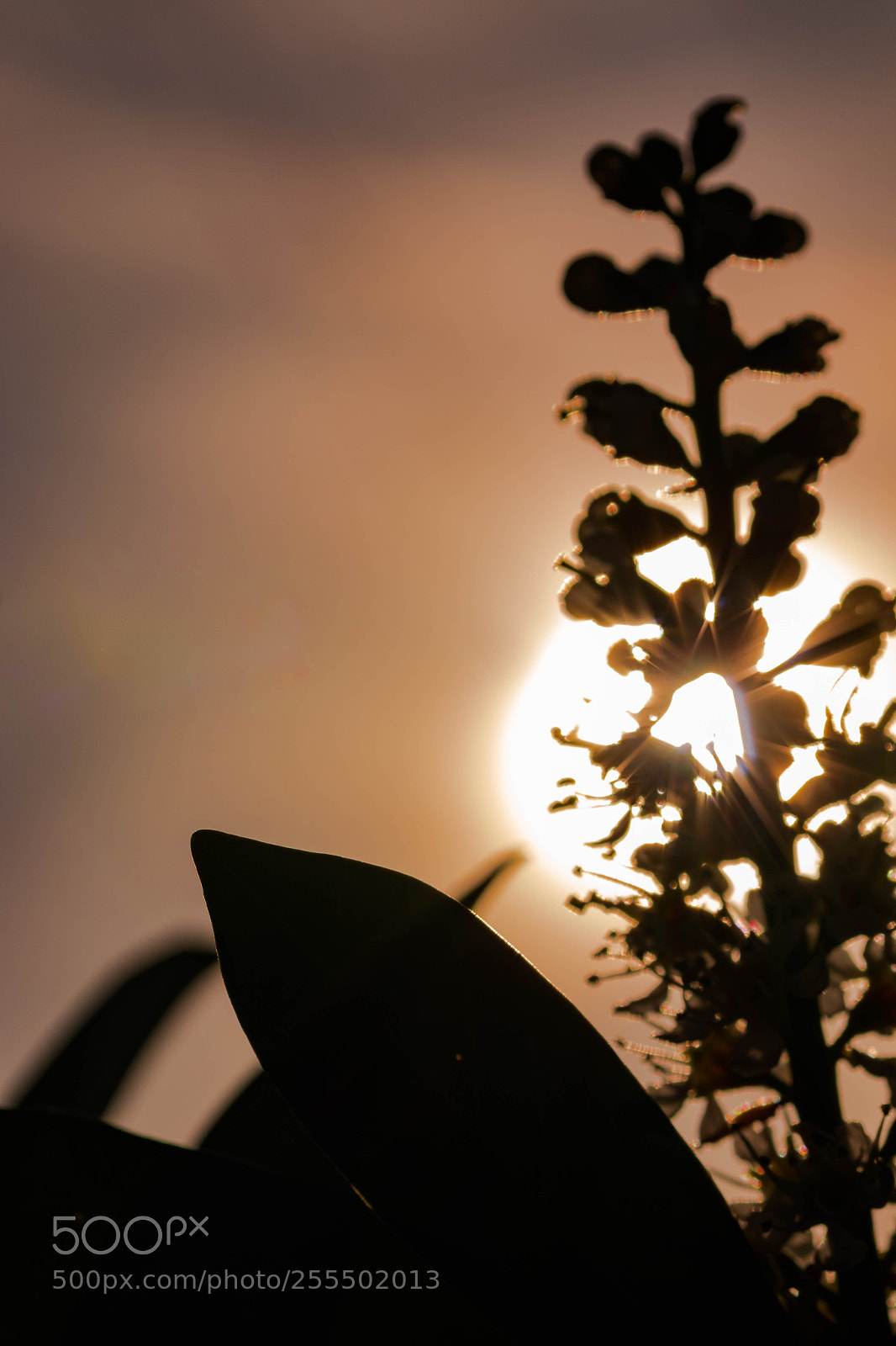 Canon EOS 200D (EOS Rebel SL2 / EOS Kiss X9) sample photo. Plant sillhoutte photography