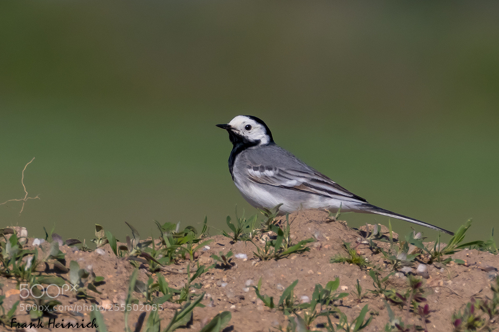 Canon EOS 80D sample photo. Motacilla alba (wagtail) photography