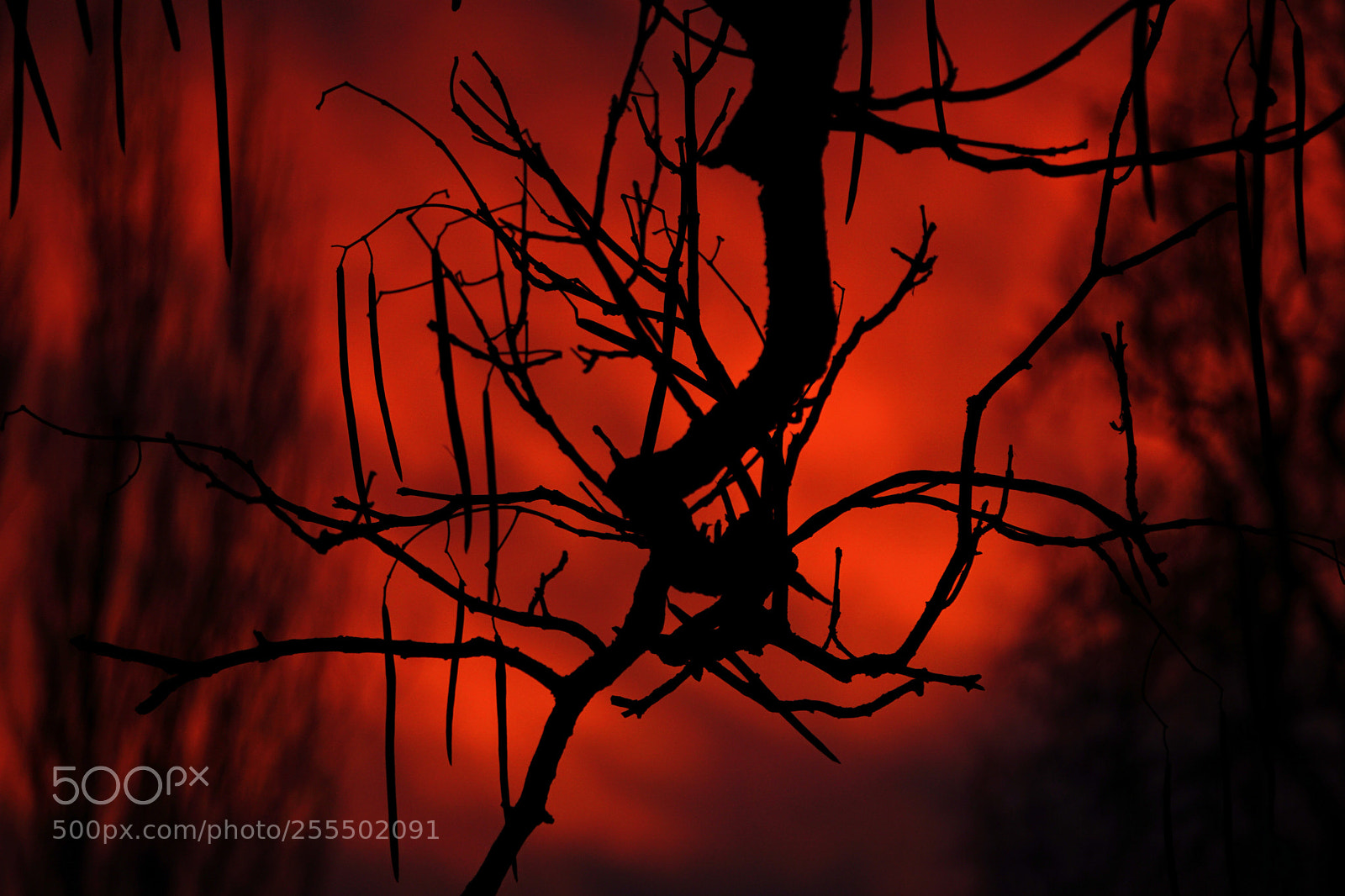 Sony a6000 sample photo. Branching photography