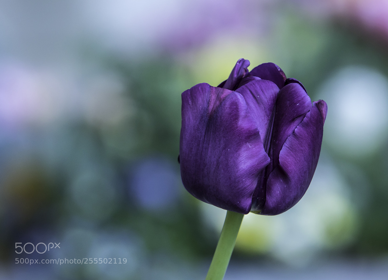 Canon EOS 5D Mark IV sample photo. Colorful beauty photography
