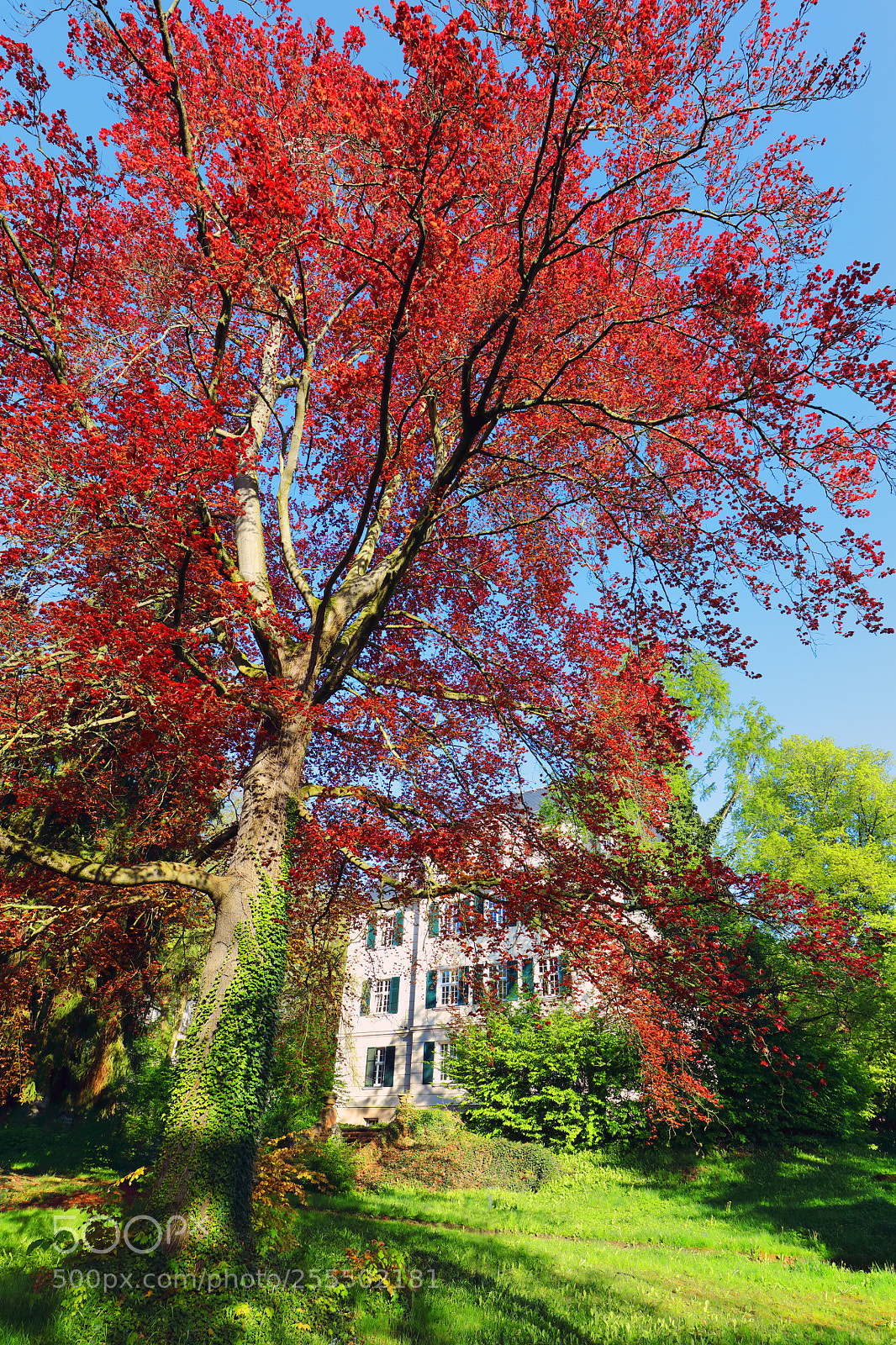 Canon EOS 5DS sample photo. Tree of life photography