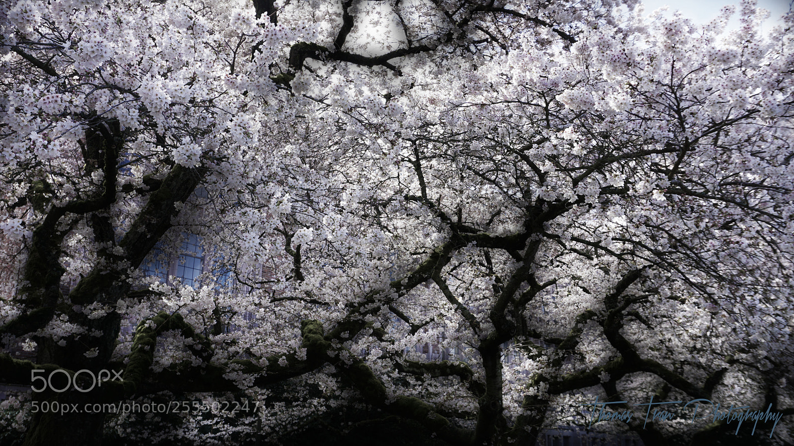 Sony a6000 sample photo. White cherry blossoms photography