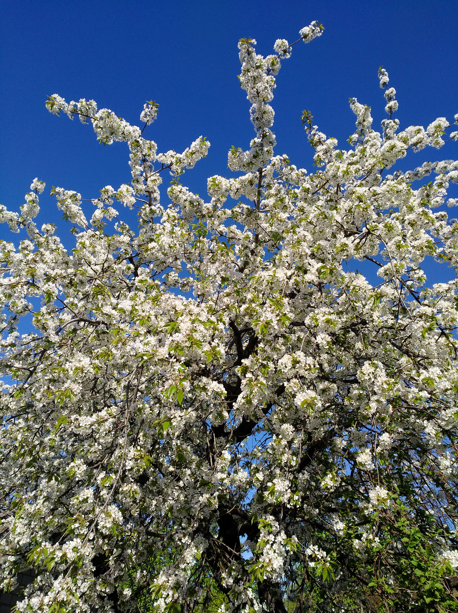 HUAWEI nova sample photo