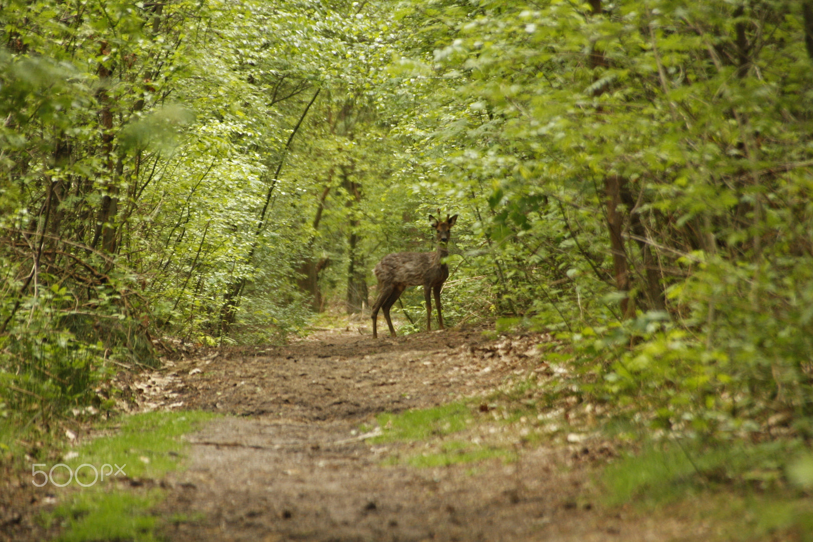 Sigma 18-250mm F3.5-6.3 DC OS HSM sample photo. Roebuck photography