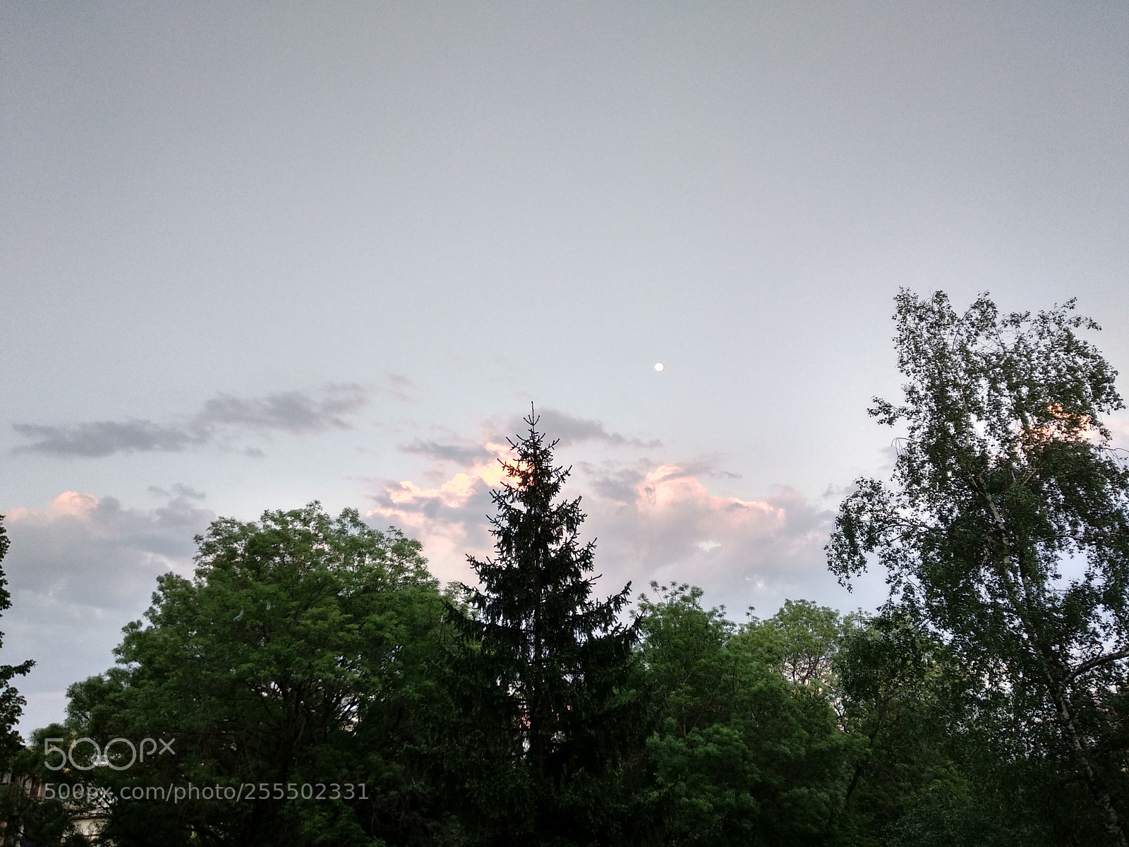 Xiaomi Mi A1 sample photo. Pink cloud play with photography