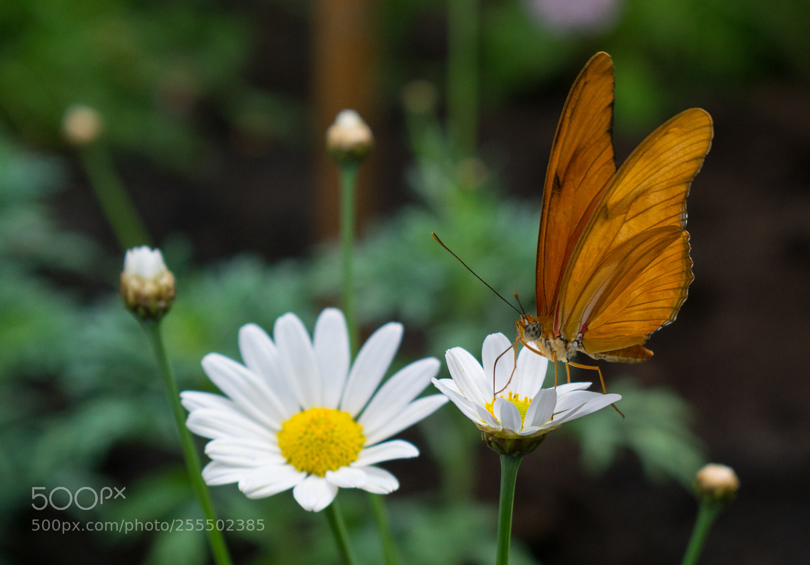 Nikon D3300 sample photo. Butterfly on a flower photography