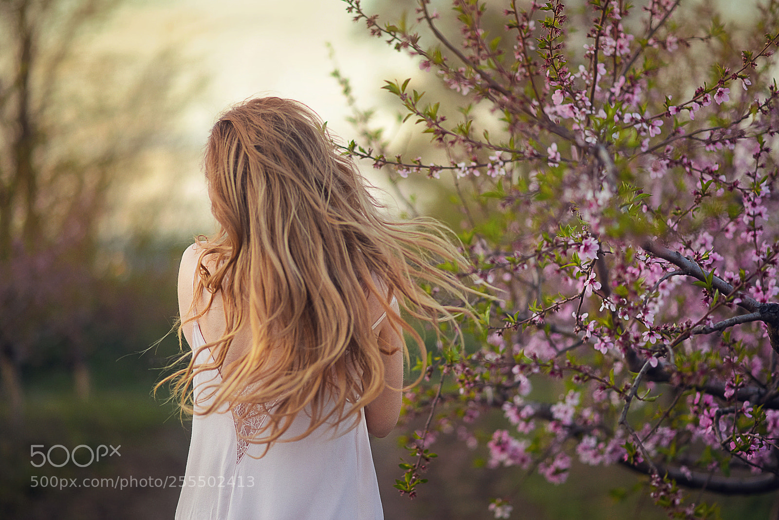 Nikon D610 sample photo. Spring photography