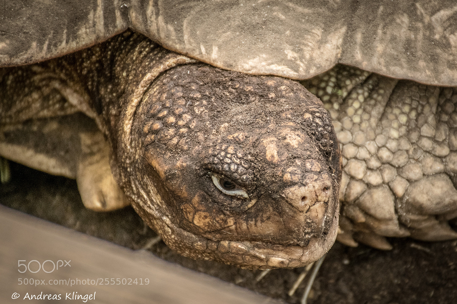Nikon D5300 sample photo. Schildkröte photography
