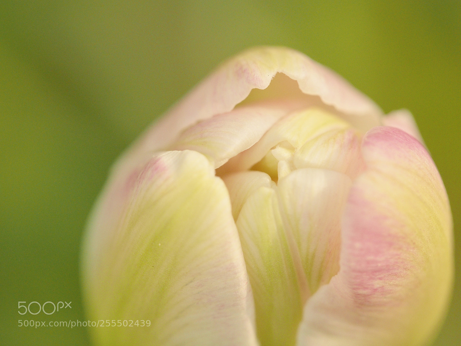 Olympus PEN E-PL5 sample photo. Tulip — macro photography