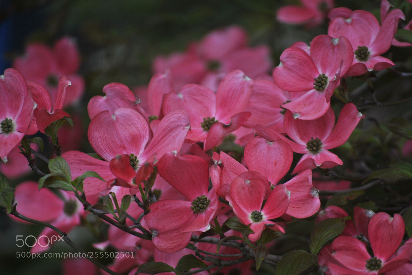 Nikon D3000 sample photo. Spring flowers photography