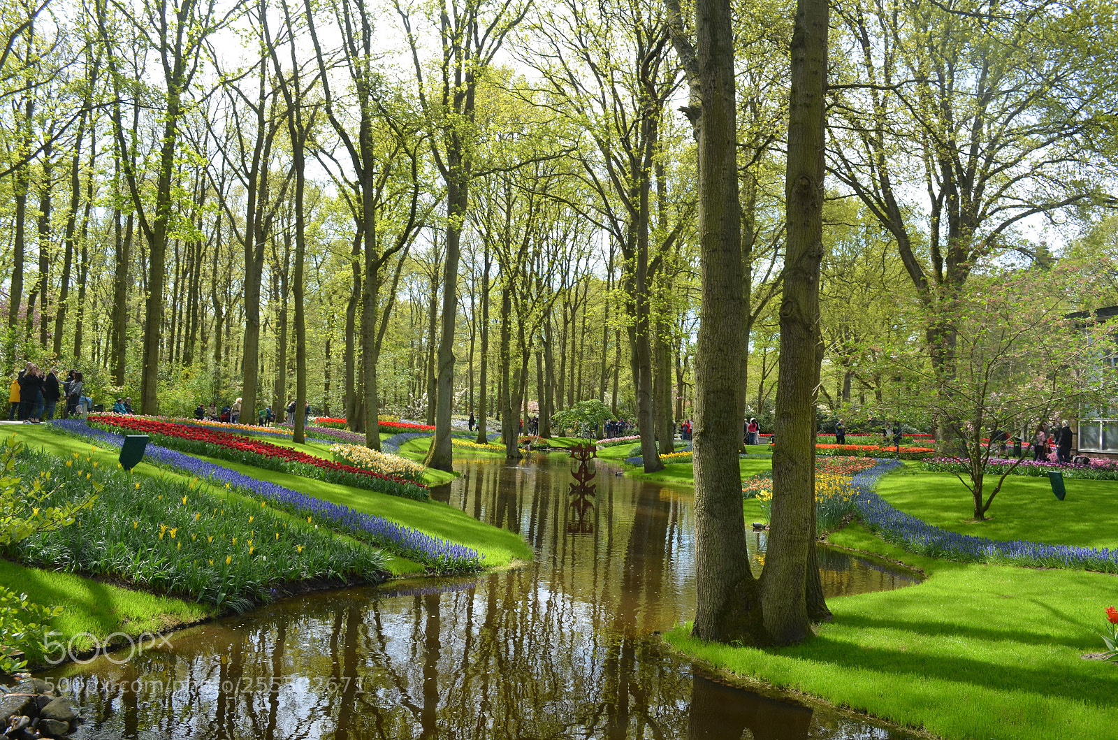 Nikon D5100 sample photo. Keukenhof tulip garden photography