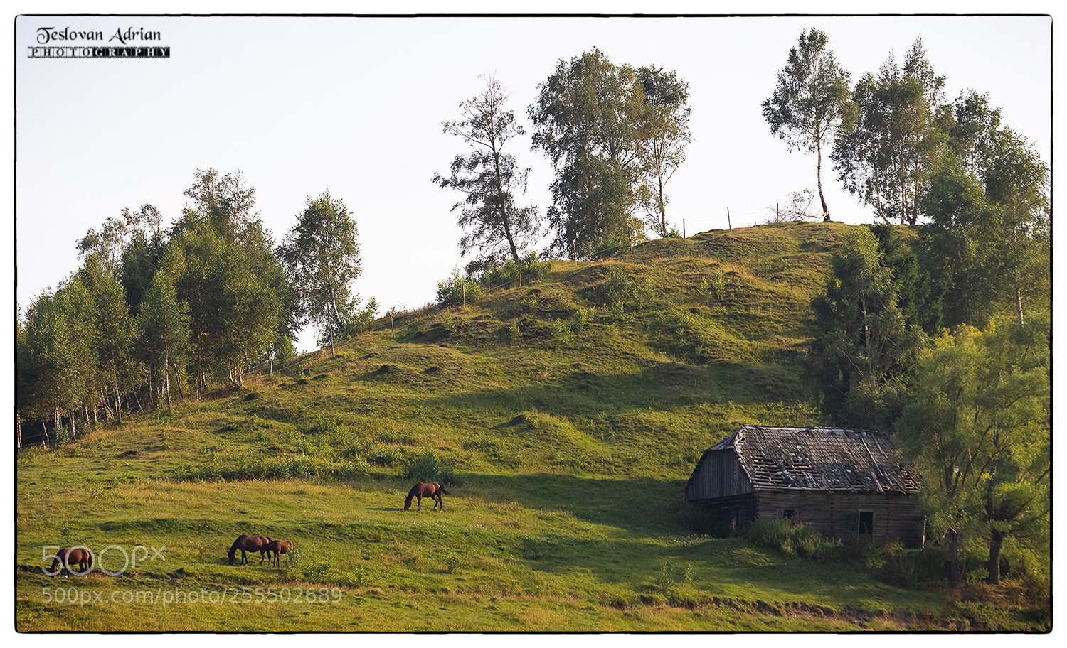 Canon EOS 7D Mark II sample photo. Horses photography